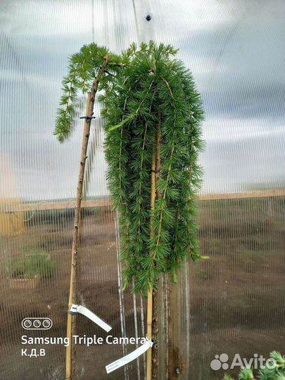 Декоративные растения на штамбе