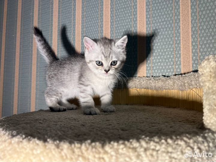 Британские котята