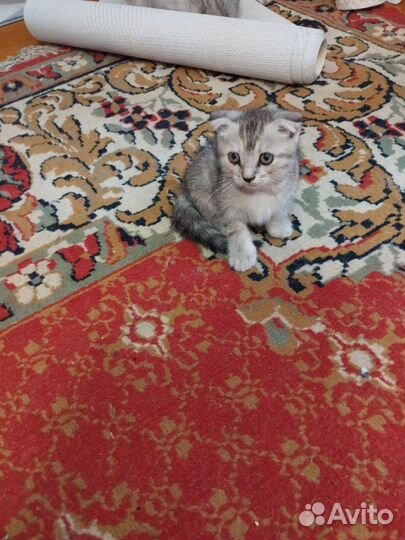 Британские котята