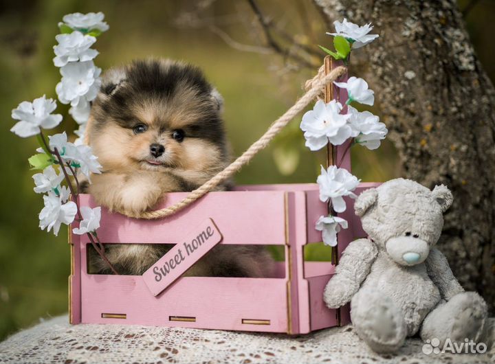 Померанский шпиц