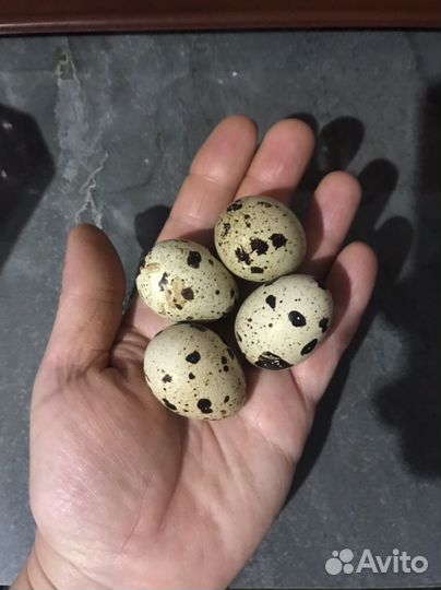 Яйца перепелиные