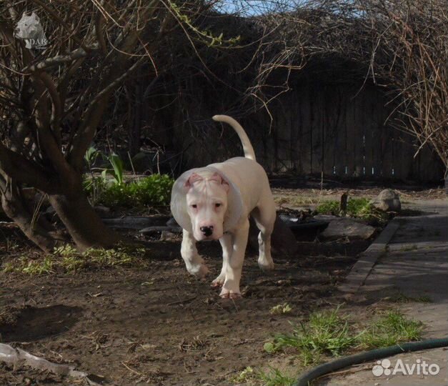 Аргентинский дог