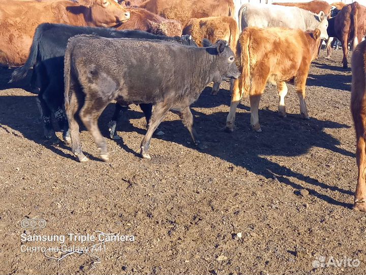 Тёлки 23года