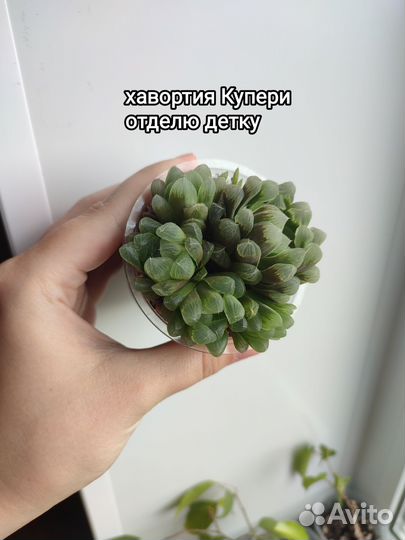 Суккуленты 4