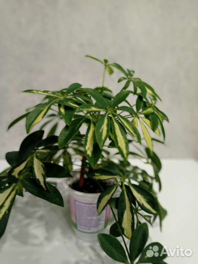 Комнатные цветы шефлера