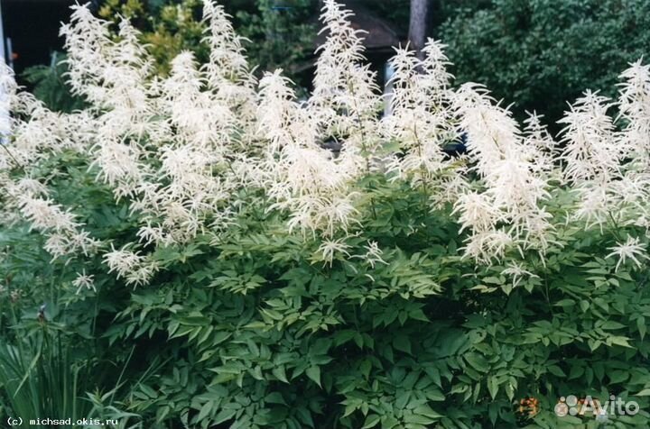 Продам садовые растения