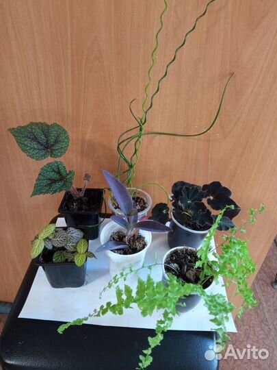 Комнатные растения