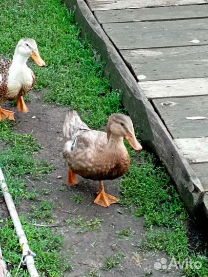 Утка, селезень