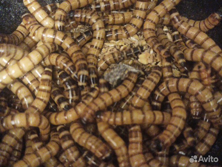 Кормовые насекомые.Сверчки.Мраморные тараканы.зоф