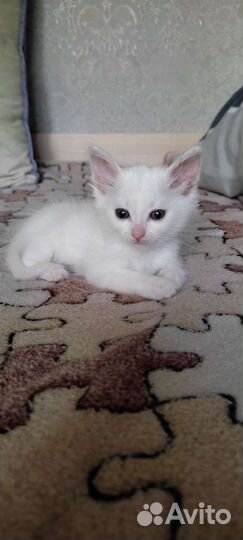 Котёнок белоснежный мальчик
