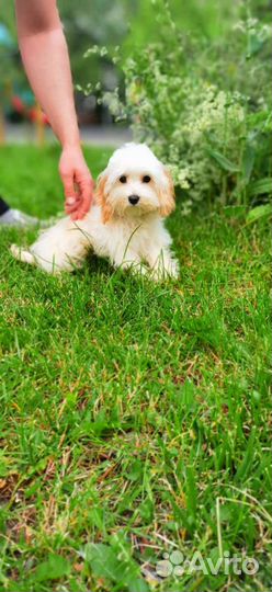 Девочка мальтипу