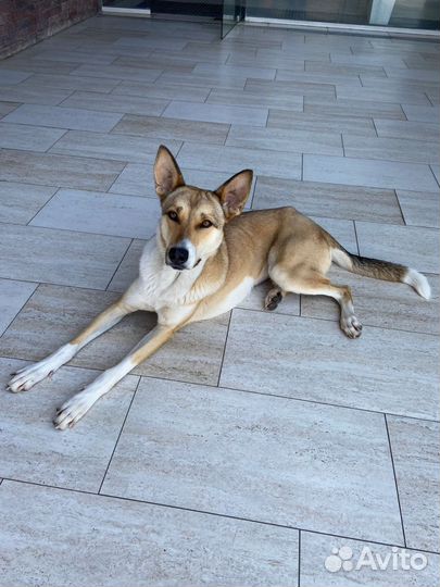 Собака с душой человека