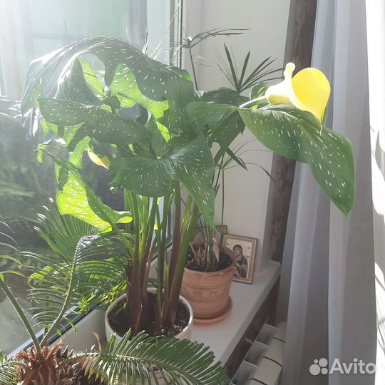 Желтая калла