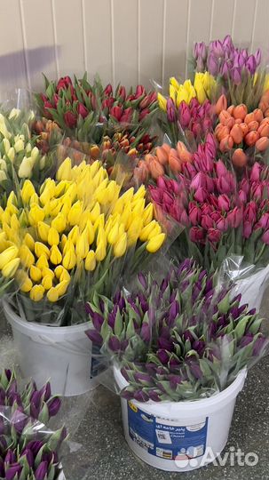 Тюльпаны к 8 марта опт/розница/организации