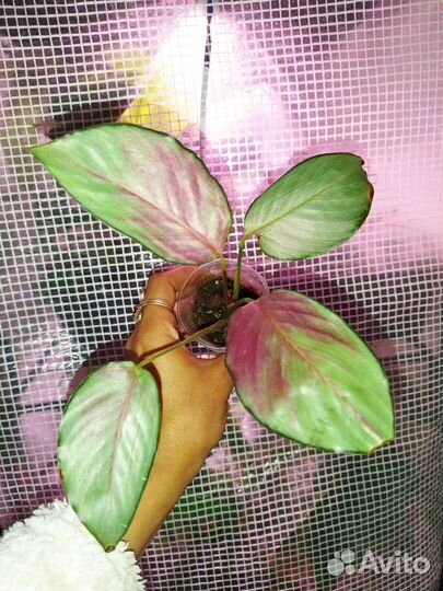 Калатея Silver Plate