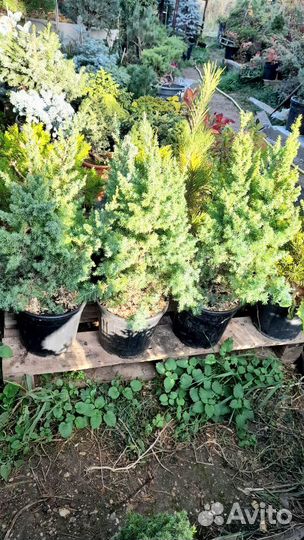 Кипарисовики и Вертикальные можжевельники