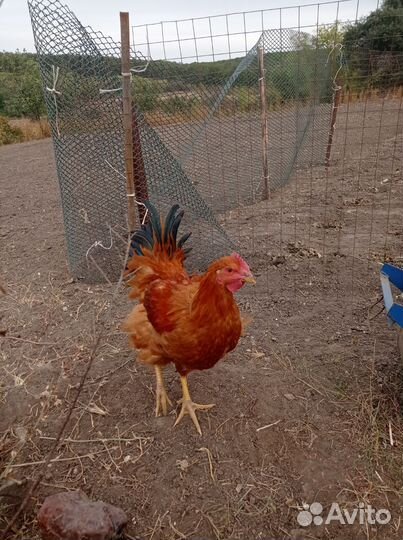 Молодые петухи