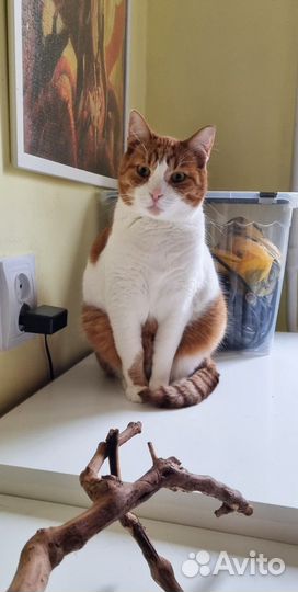 Котики в добрые руки