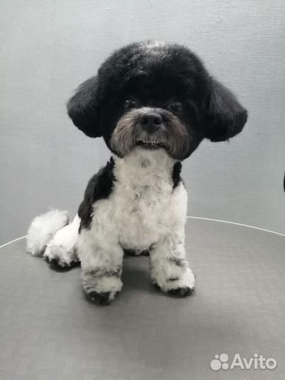 Стрижка собак и кошек