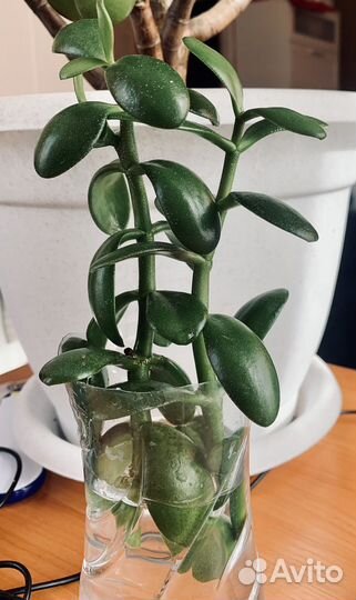 Красула толстянка суккулент