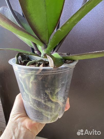 Орхидея фаленопсис