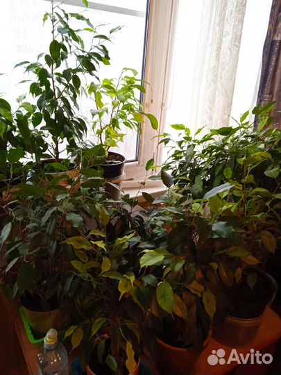 Сортовые фикусы бенджамина