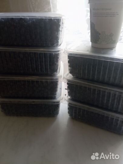 Черника лесная сбор 2024