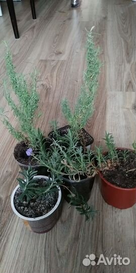 Лаванда узколистная