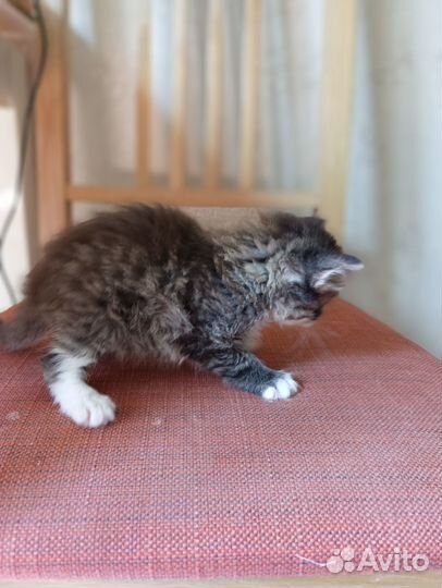 Котенок отдам бесплатно