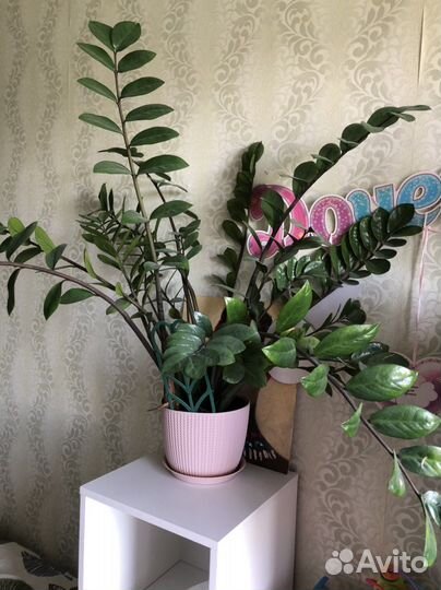 Замиокулькас