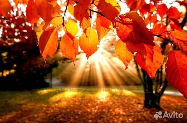 Картина по номерам 40x50 Осенний рассвет