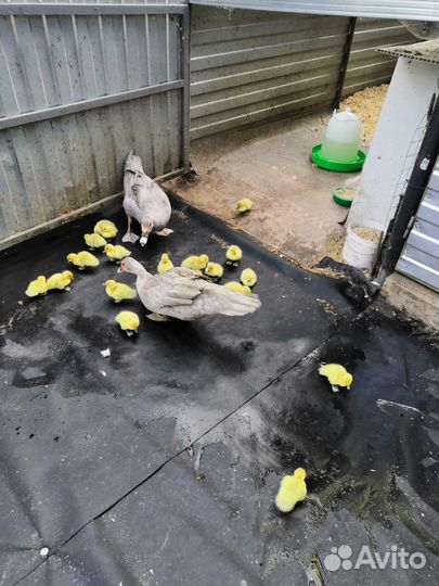 Индоутята лаванда