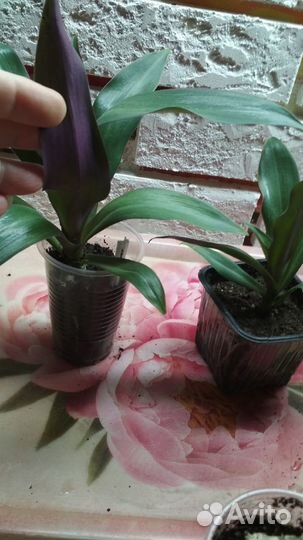 Рэо вариегат.,Рэо ладья Моисея (виды традесканции)