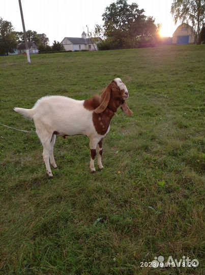 Козел на покрытие