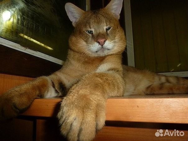 Чаузи Ф1 вырастут до 18 кг