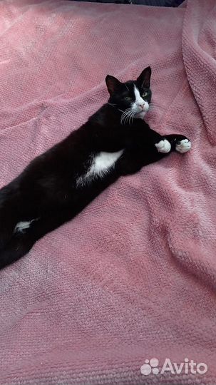 Котики бесплатно