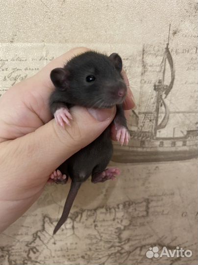 Крысята редкого окраса.крыса devil Дамбо