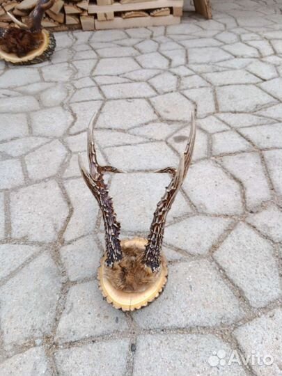 Рога изюбря, косули