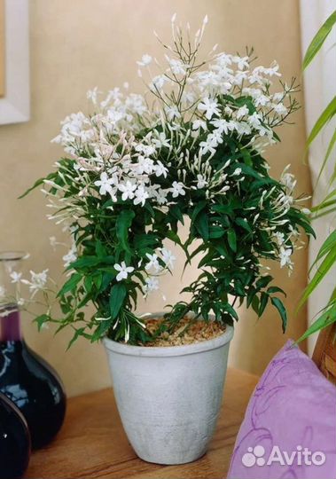 Жасмин комнатный душистый