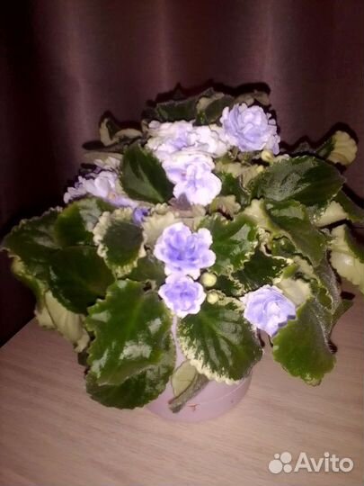 Фиалка сортовая