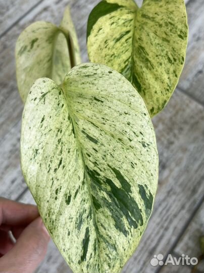 Эпипремнум sp variegated
