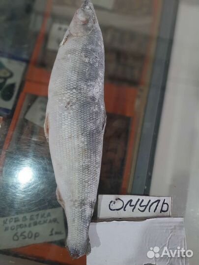 Рыба Якутии