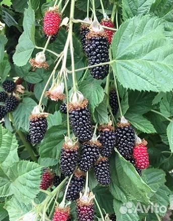 Саженцы ежевики
