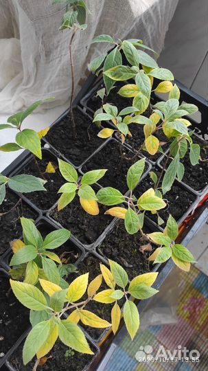 Гортензия Скайфол