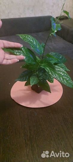 Пассифлора маракуйя