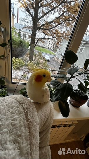 Попугай корелла