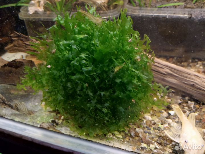 Ботанический курьёз