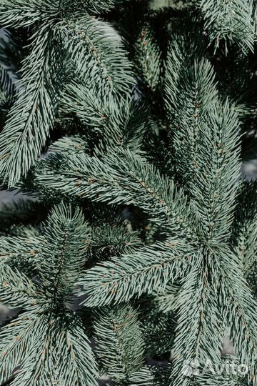 Ель кремлёвская Голубая