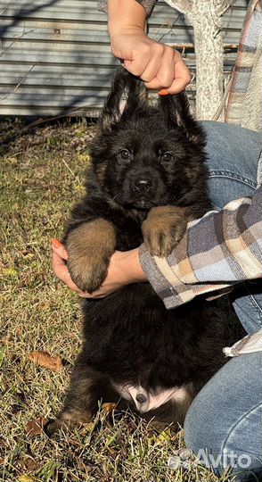 Немецкая овчарка