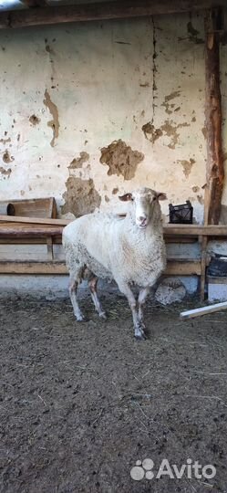 Овцы бараны